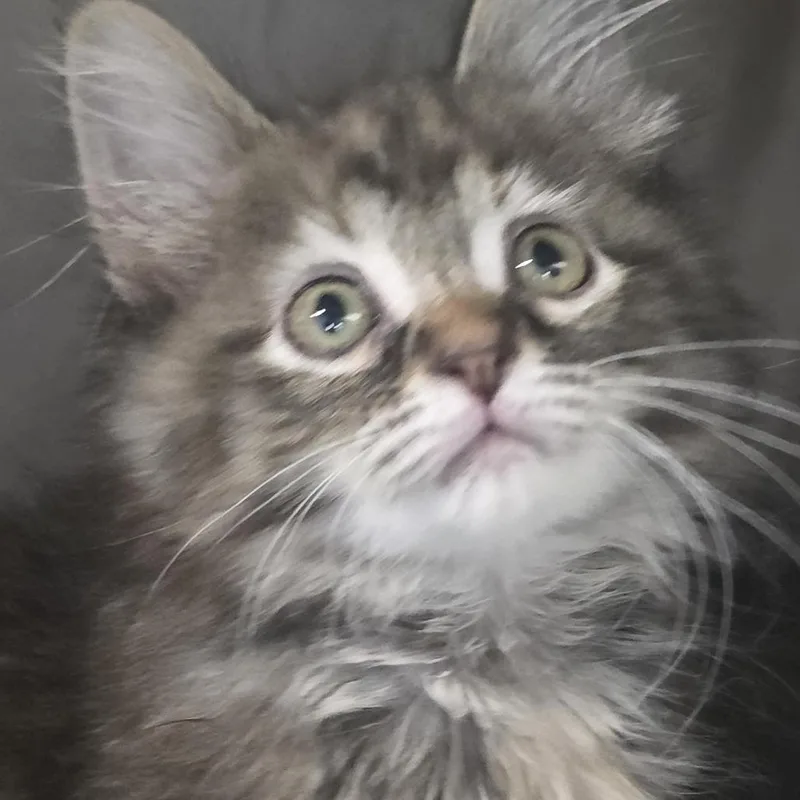A baby small-sized female Tortoiseshell Domestic Medium Hair cat named PebblesBonded w Bubbles for adoption in Kennebunk, ME