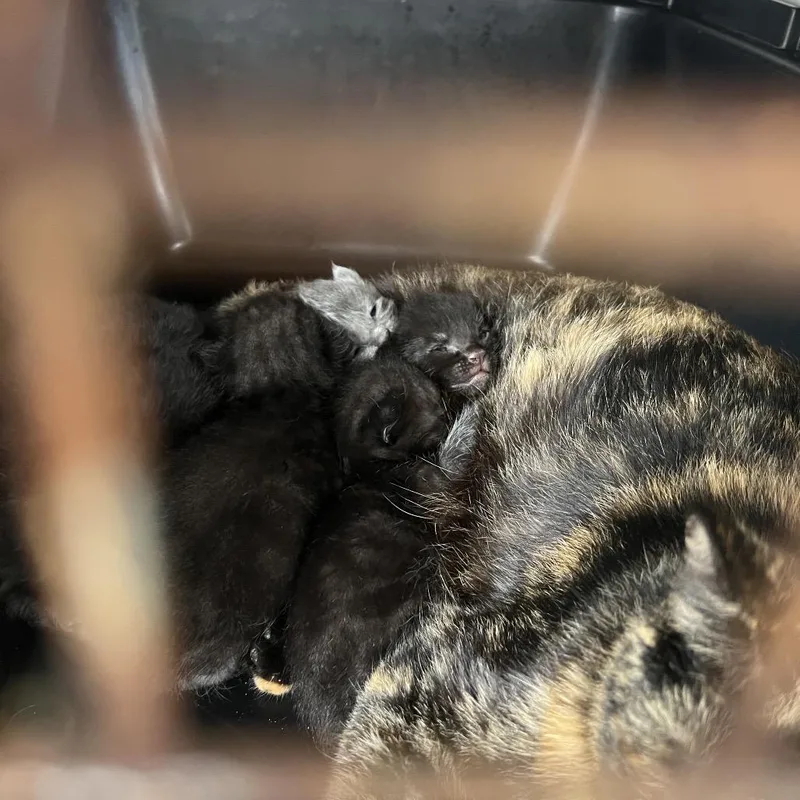 A baby small-sized female Black Domestic Short Hair cat named George for adoption in Houston, TX