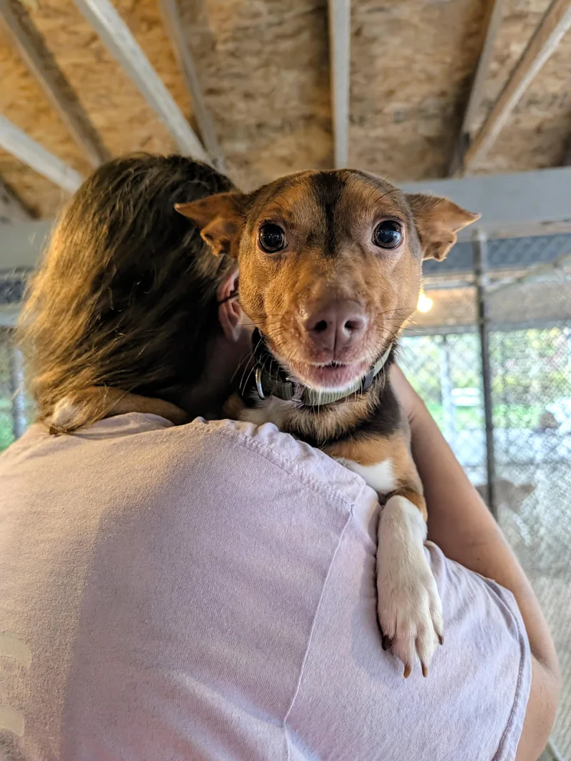 A young small-sized male Miniature Pinscher dog named Stanley for adoption in Somerset, PA