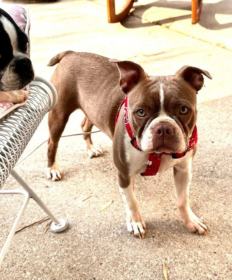 A young small-sized female Red / Chestnut / Orange Boston Terrier dog named Coco Chanel for adoption in Waukesha, WI