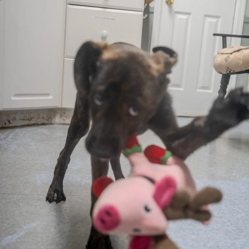 A baby medium-sized male Brindle Shepherd dog named Chop for adoption in Pawling, NY