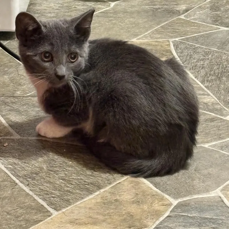 A baby small-sized female Domestic Short Hair cat named Karolina for adoption in Saugerties, NY
