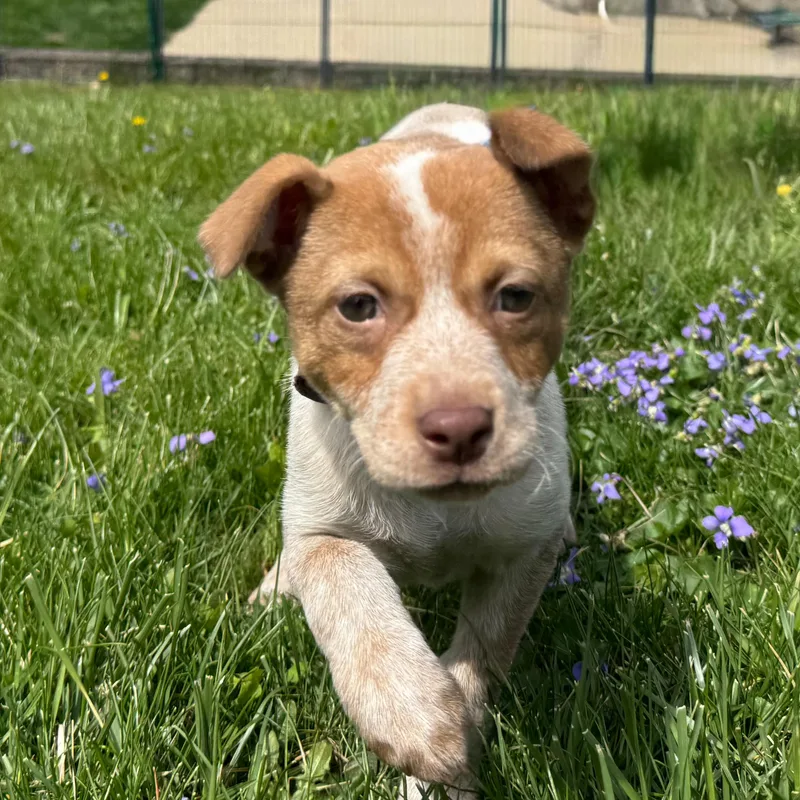 A baby medium-sized female Brown / Chocolate Cattle Dog dog named Jasmine for adoption in Latrobe, PA
