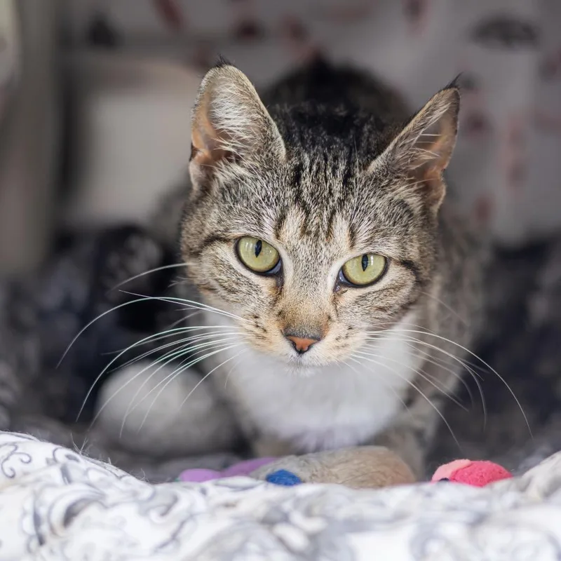 An adult medium-sized female Brown / Chocolate Domestic Short Hair cat named Lacey for adoption in Newark, DE
