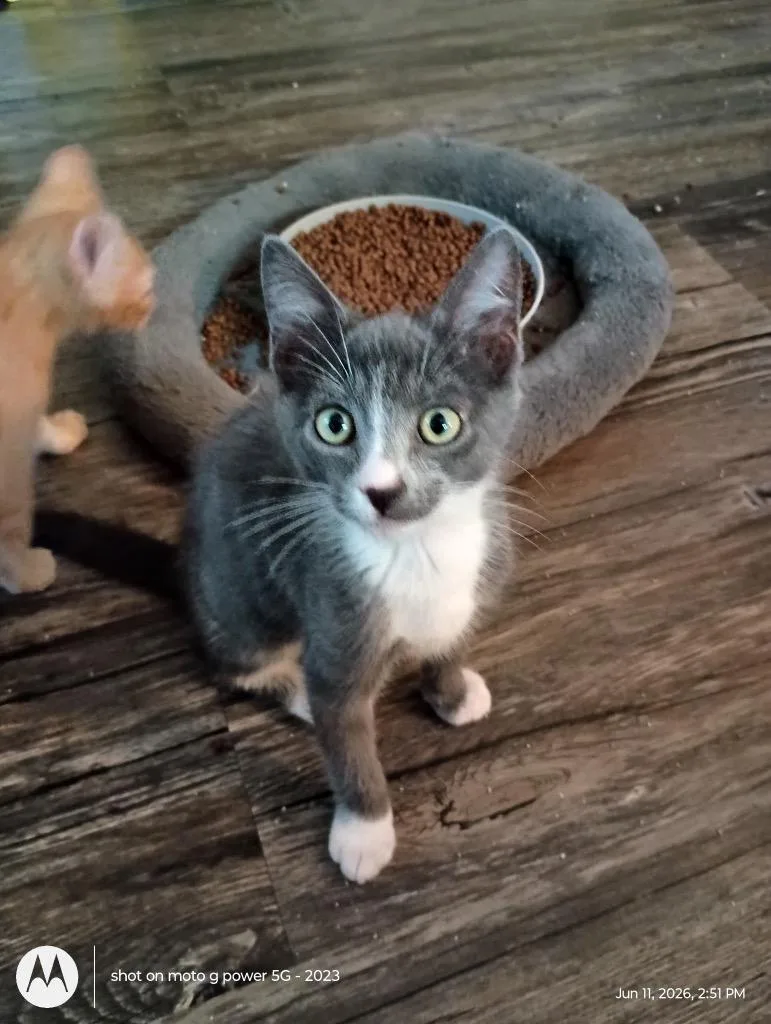A baby medium-sized male Domestic Short Hair cat named Apollo for adoption in Youngsville, NC