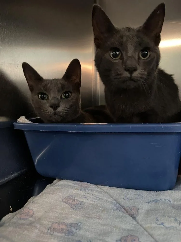 A young small-sized male Gray / Blue / Silver Domestic Short Hair cat named Clyde for adoption in Ferndale, MI