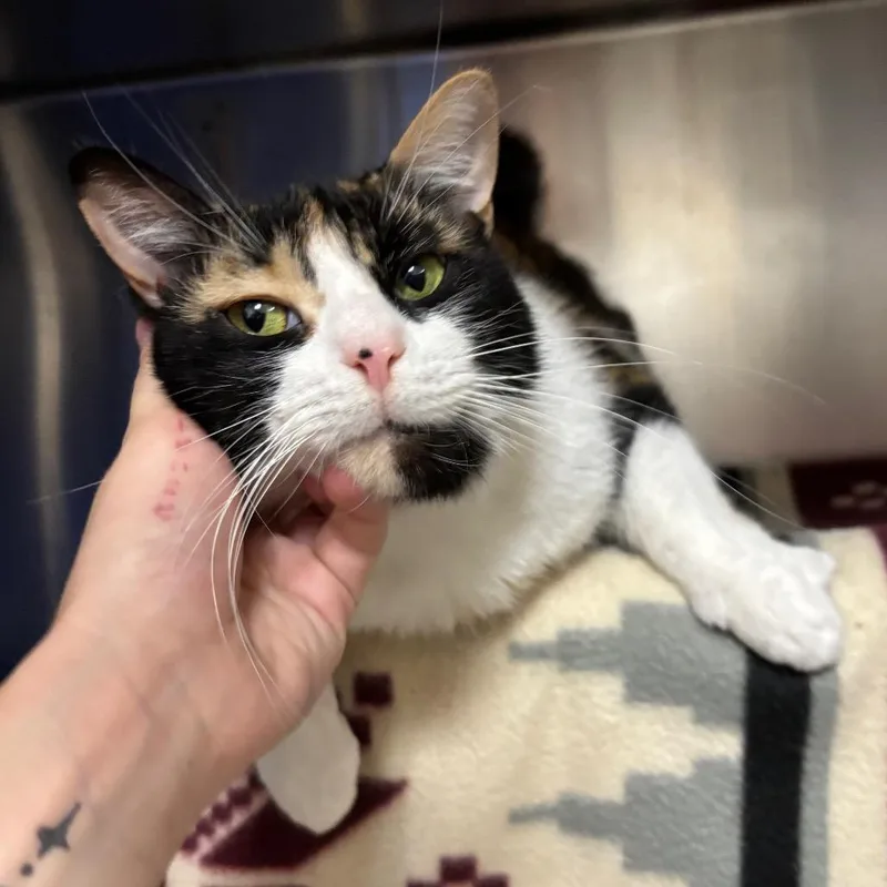 An adult large-sized female Calico Domestic Short Hair cat named Toph for adoption in Grand Rapids, MI