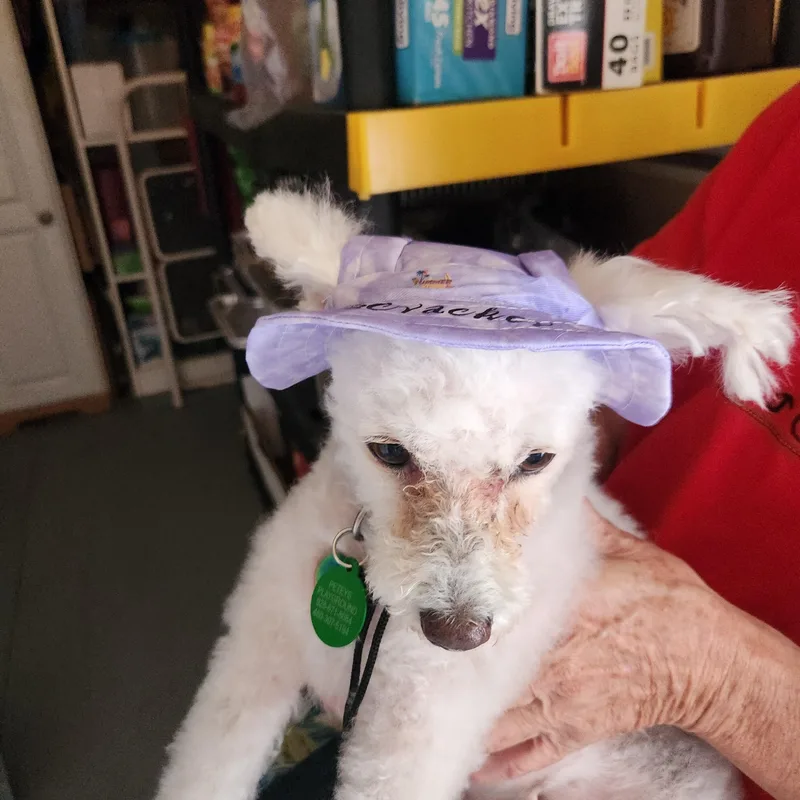 LuLu