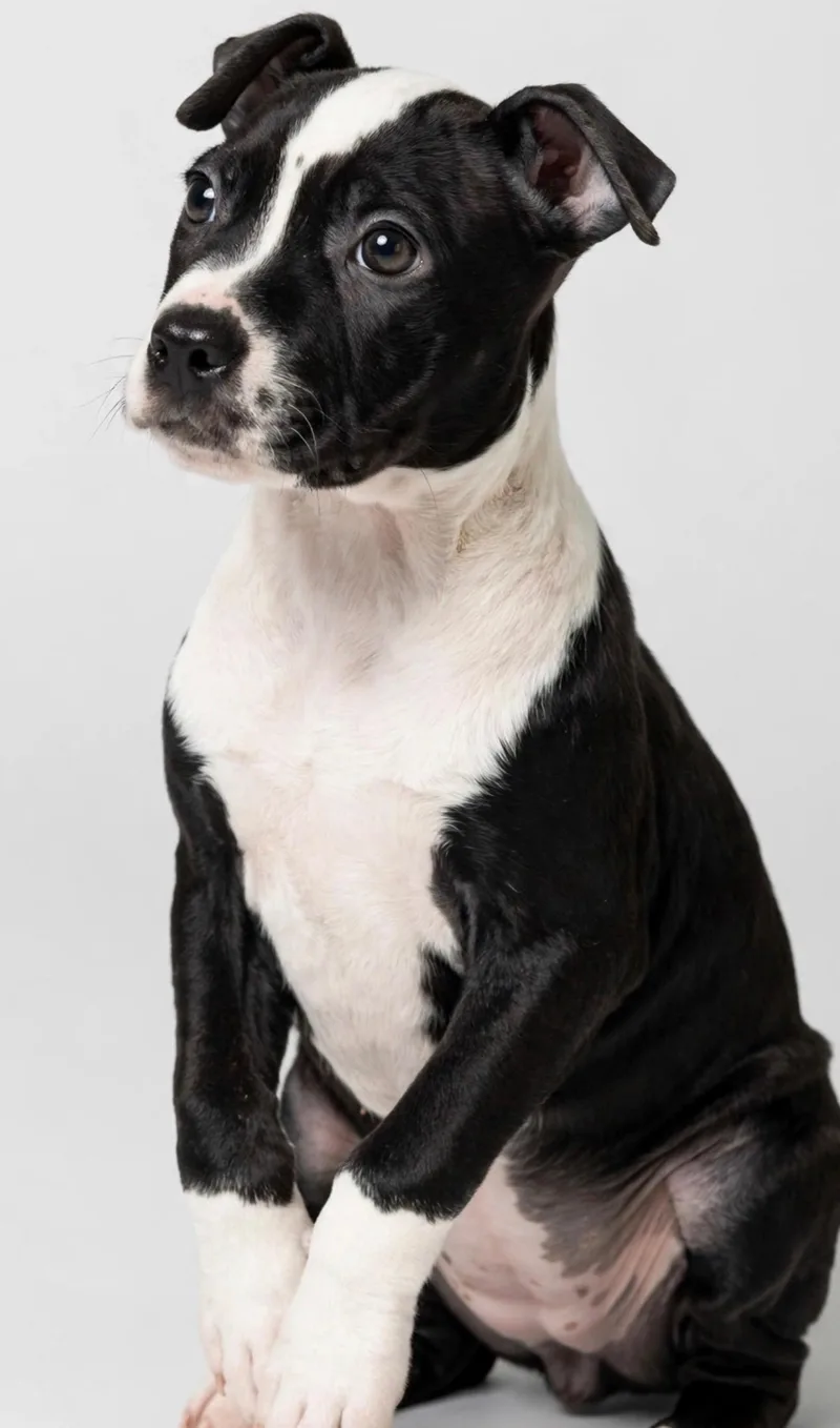 A baby medium-sized female American Staffordshire Terrier dog named Opal for adoption in houston, TX