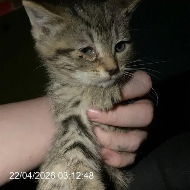 A baby small-sized male Domestic Short Hair cat named Wasabi for adoption in Indianapolis, IN