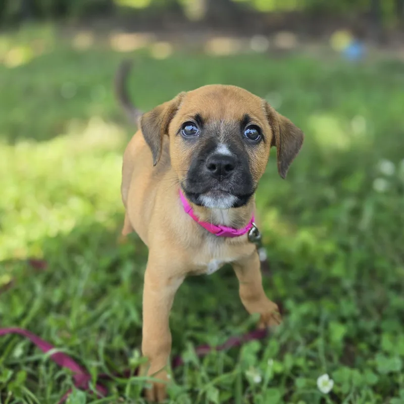 A baby medium-sized female Yellow / Tan / Blond / Fawn Retriever dog named Spud for adoption in Lowell, AR