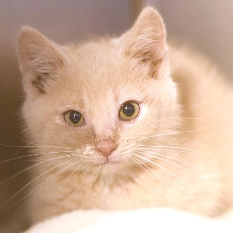 A baby small-sized male Buff / Tan / Fawn Domestic Short Hair cat named Otto for adoption in Belleville, IL