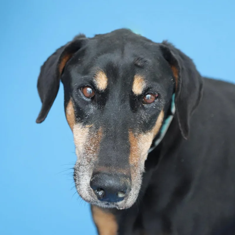 A senior medium-sized male Doberman Pinscher dog named Gary for adoption in Pasadena, CA