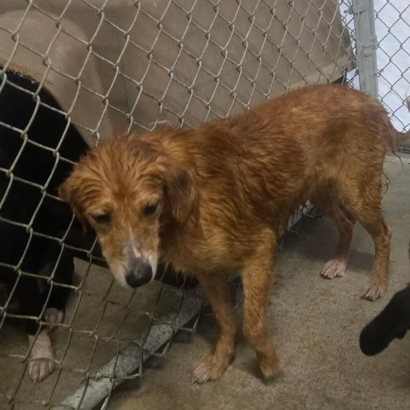 An adult medium-sized female Red / Chestnut / Orange Mixed Breed dog named Mocha for adoption in Mount Gilead, NC