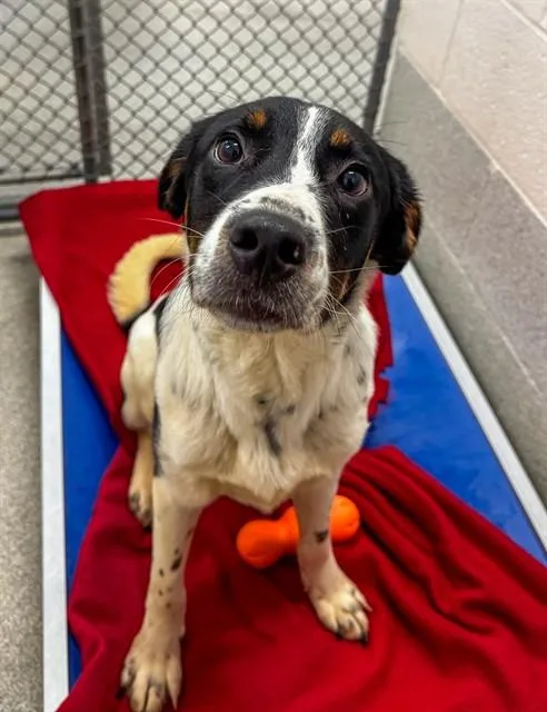 A young medium-sized male Border Collie dog named Murdock for adoption in Statesville, NC