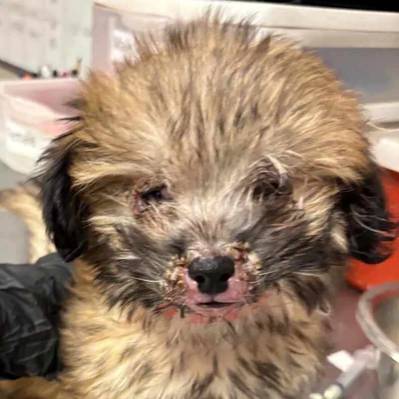A young small-sized female Apricot / Beige Mixed Breed dog named Cookie for adoption in Yuma, AZ