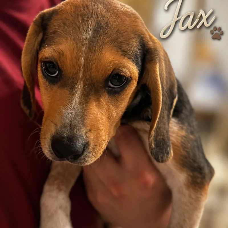 A baby small-sized male Brown / Chocolate Beagle dog named Jax for adoption in Opelika, AL