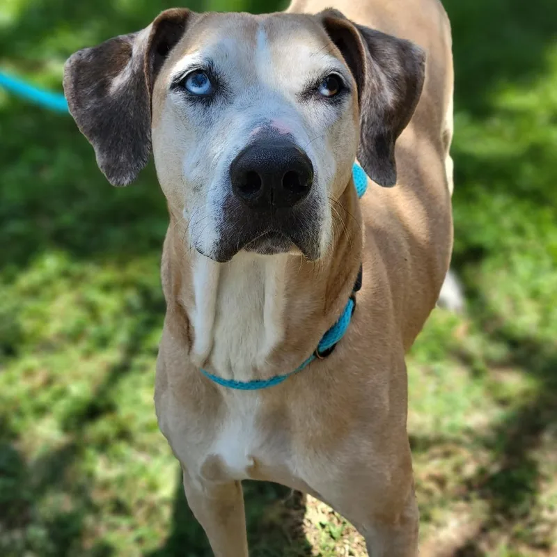 An adult large-sized female Yellow / Tan / Blond / Fawn Mixed Breed dog named Daisy for adoption in Sarasota, FL
