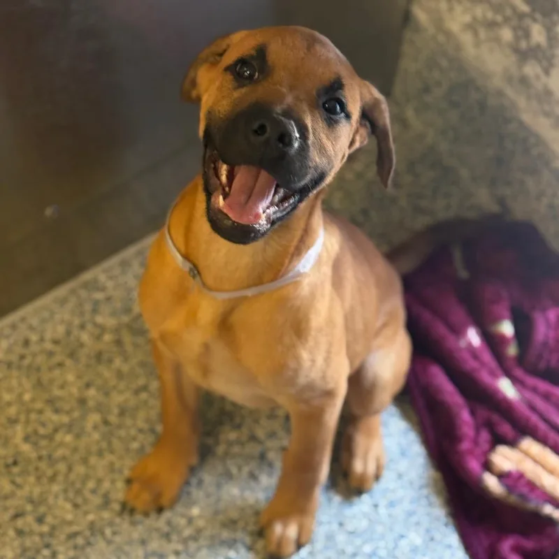 A baby small-sized male Yellow / Tan / Blond / Fawn Labrador Retriever dog named Kowalski for adoption in Hawthorne, CA