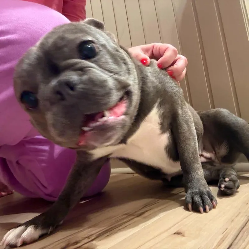 An adult small-sized female Gray / Blue / Silver French Bulldog dog named Wasabi for adoption in Fredericksburg, VA