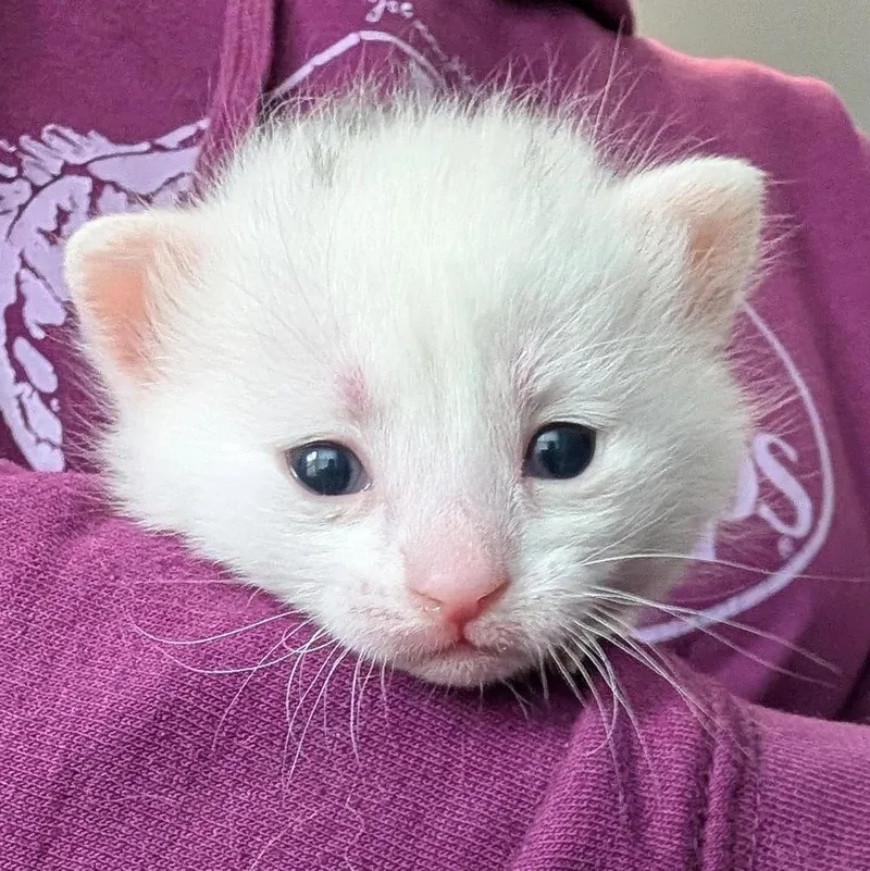 A baby small-sized female White Domestic Short Hair cat named Lace for adoption in Davison, MI