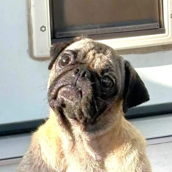 A young small-sized female Yellow / Tan / Blond / Fawn Pug dog named Elaine for adoption in Alvin, TX