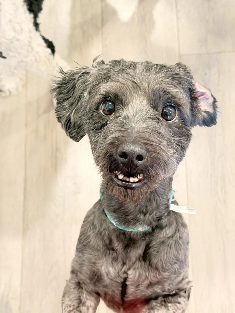 An adult small-sized male Poodle dog named Dusty Bun for adoption in Salt Lake City, UT