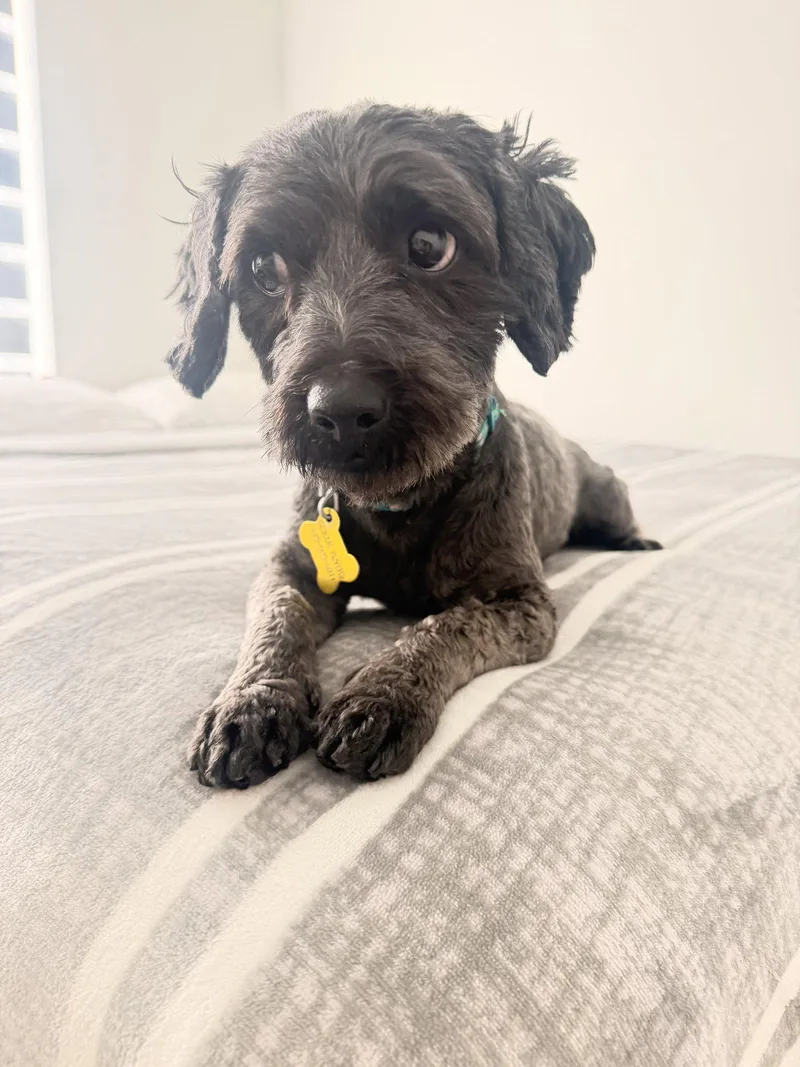 Dusty Bun thumbnail 2