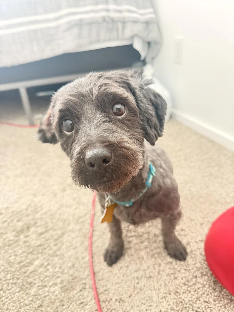 Dusty Bun thumbnail 3