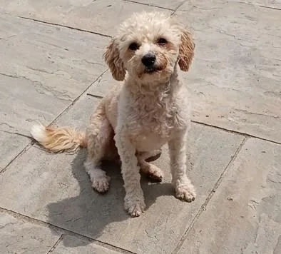 Bentley thumbnail 2