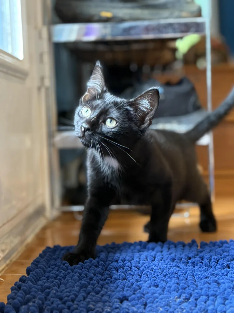 A baby medium-sized male Black Domestic Short Hair cat named Benedict for adoption in Keller, TX