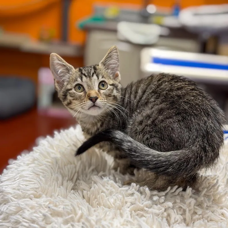 A baby small-sized male Brown / Chocolate Domestic Short Hair cat named Bob Gaudio for adoption in Gainesville, GA
