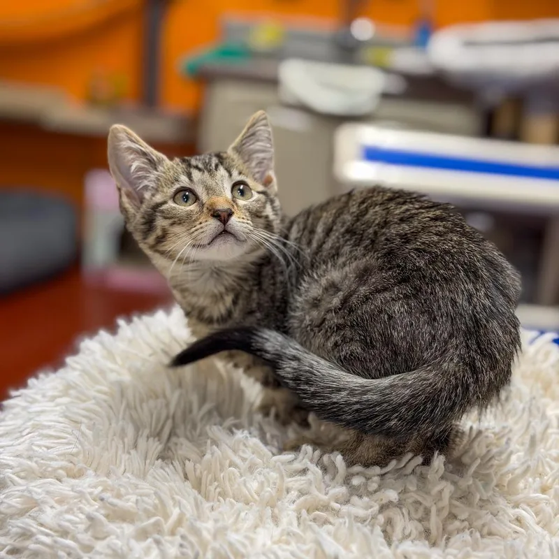 Bob Gaudio thumbnail 2