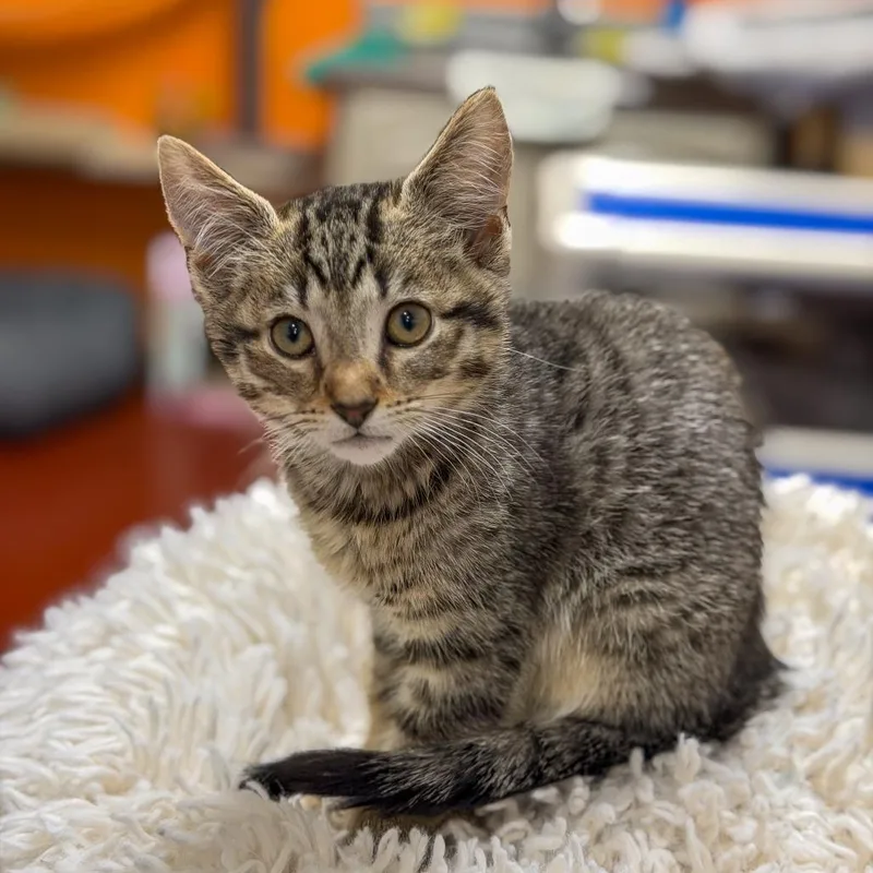 Bob Gaudio thumbnail 3