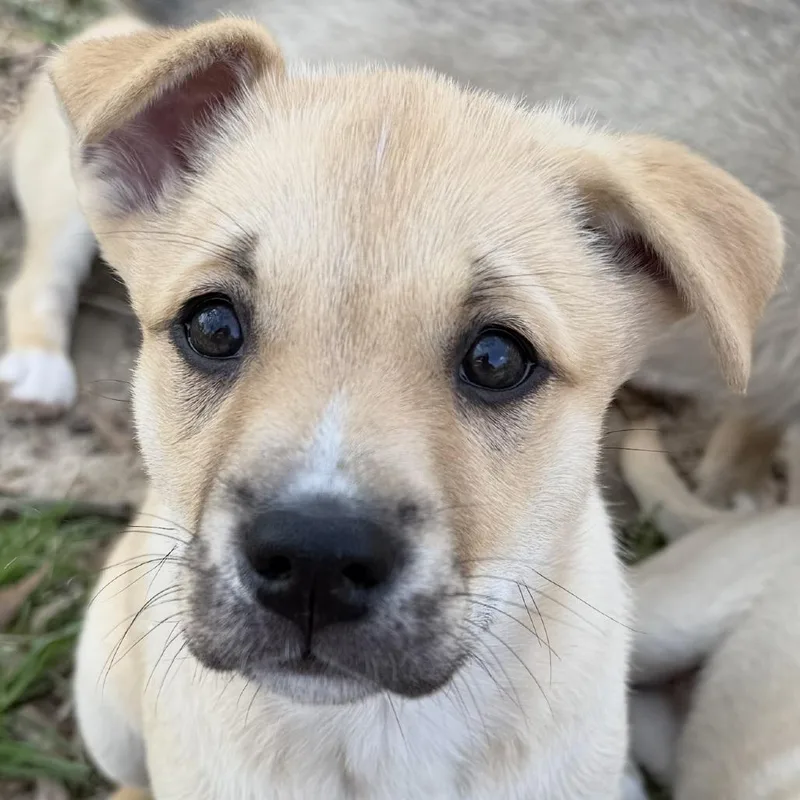A baby medium-sized female Brown / Chocolate Husky dog named Jade for adoption in Wiggins, MS