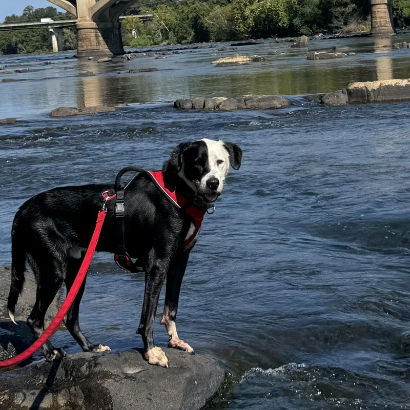 An adult large-sized male Border Collie dog named Tiny for adoption in Columbia, SC