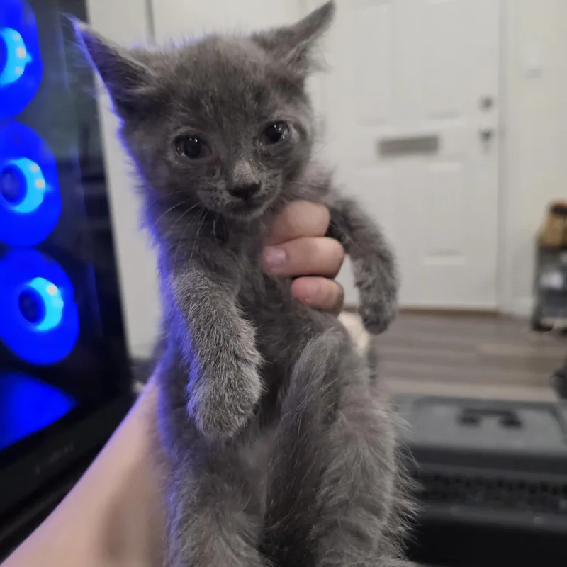 A baby medium-sized female Gray / Blue / Silver Domestic Short Hair cat named Misty for adoption in Moriches, NY