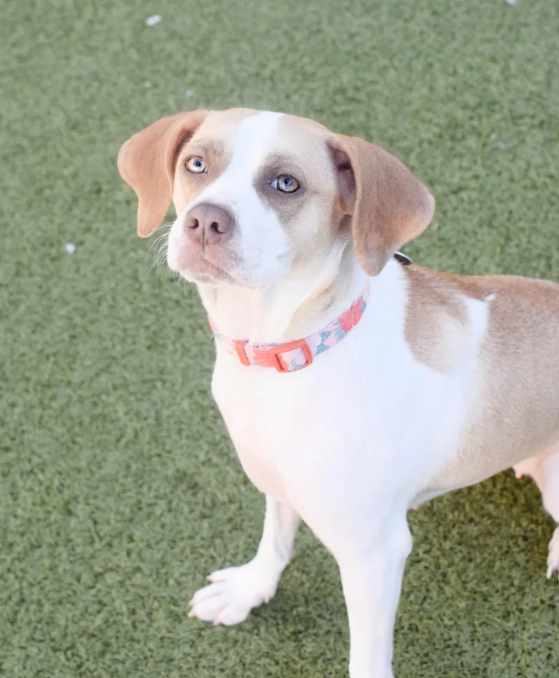 An adult medium-sized female Apricot / Beige Beagle dog named Hula for adoption in Pontiac, MI