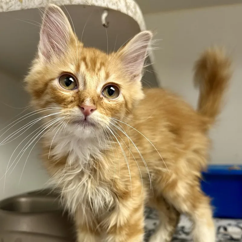 A baby small-sized male Orange / Red Domestic Medium Hair cat named Bobby Ray for adoption in St Joseph, MO