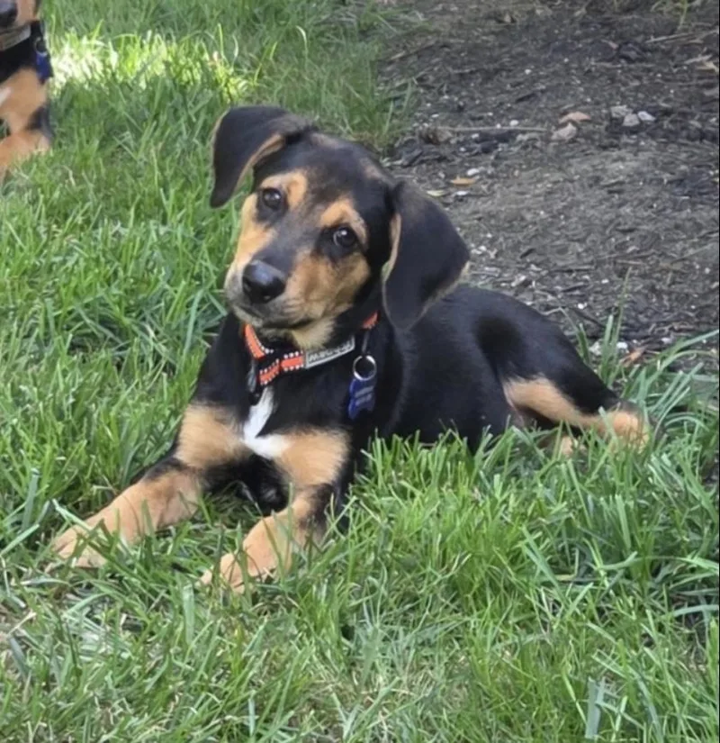 A baby medium-sized male Tricolor (Brown, Black, & White) Mixed Breed dog named Gus for adoption in Columbia, MD