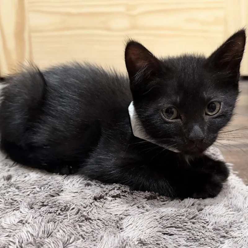 A baby small-sized male Black Domestic Short Hair cat named Jacob for adoption in Fayetteville, GA