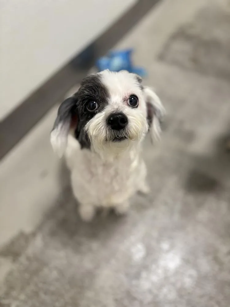 An adult small-sized female Tricolor (Brown, Black, & White) Maltese dog named Ruru for adoption in Studio City, CA