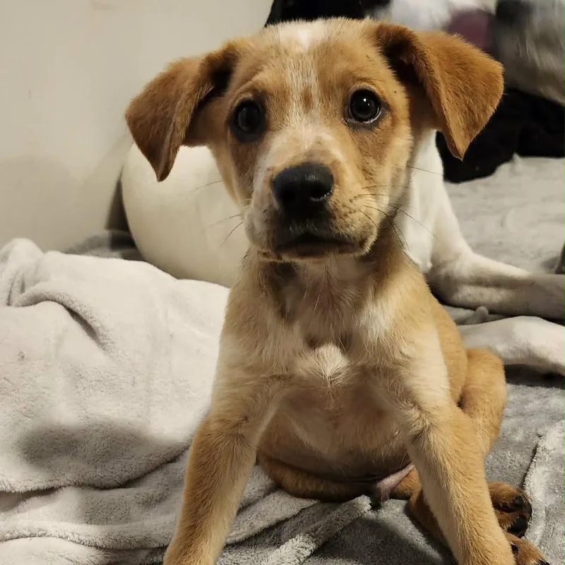 A baby small-sized male Yellow / Tan / Blond / Fawn Mixed Breed dog named Rockwell for adoption in Buffalo, MN