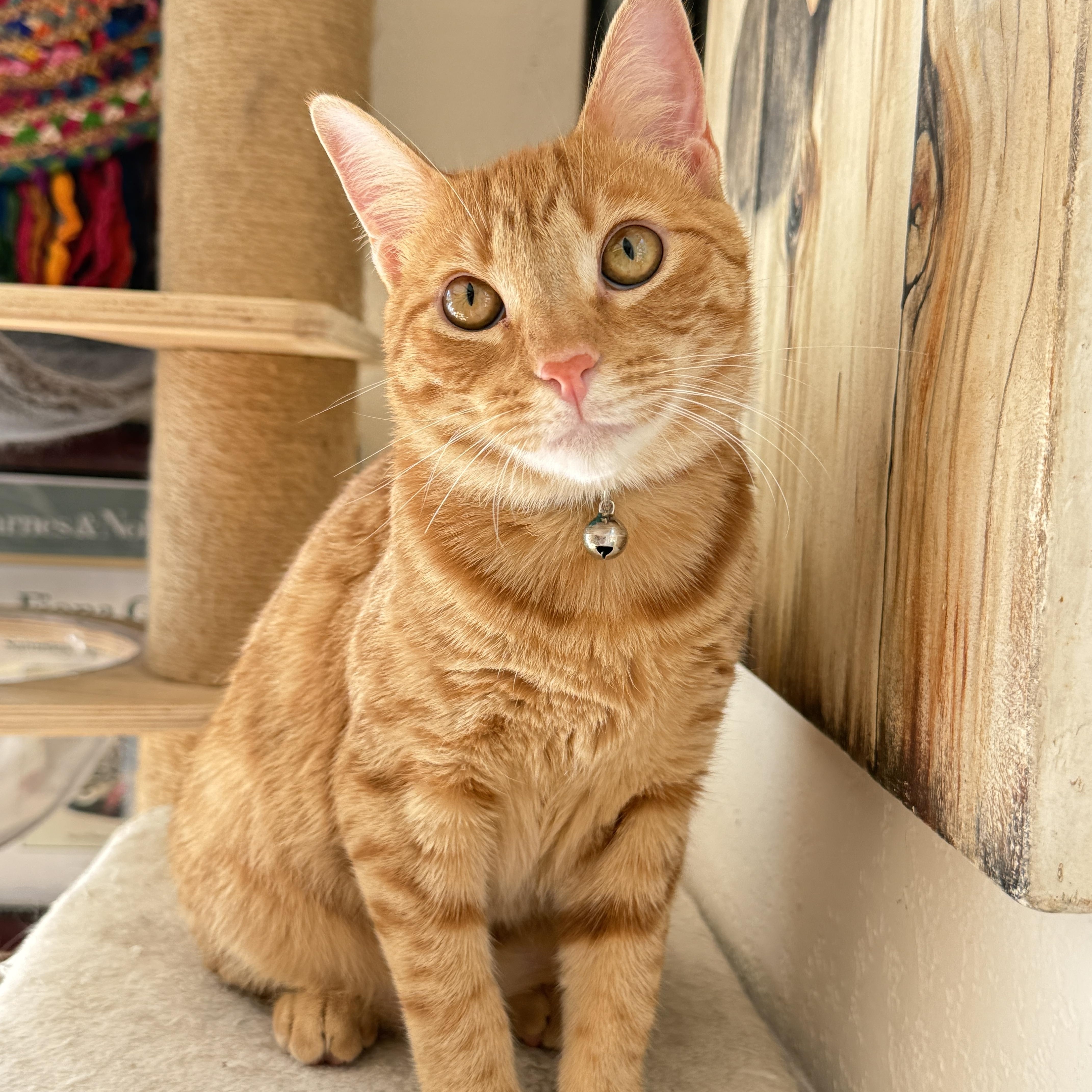 A young medium-sized female Orange / Red Tabby cat named Mango for adoption in Keller, TX