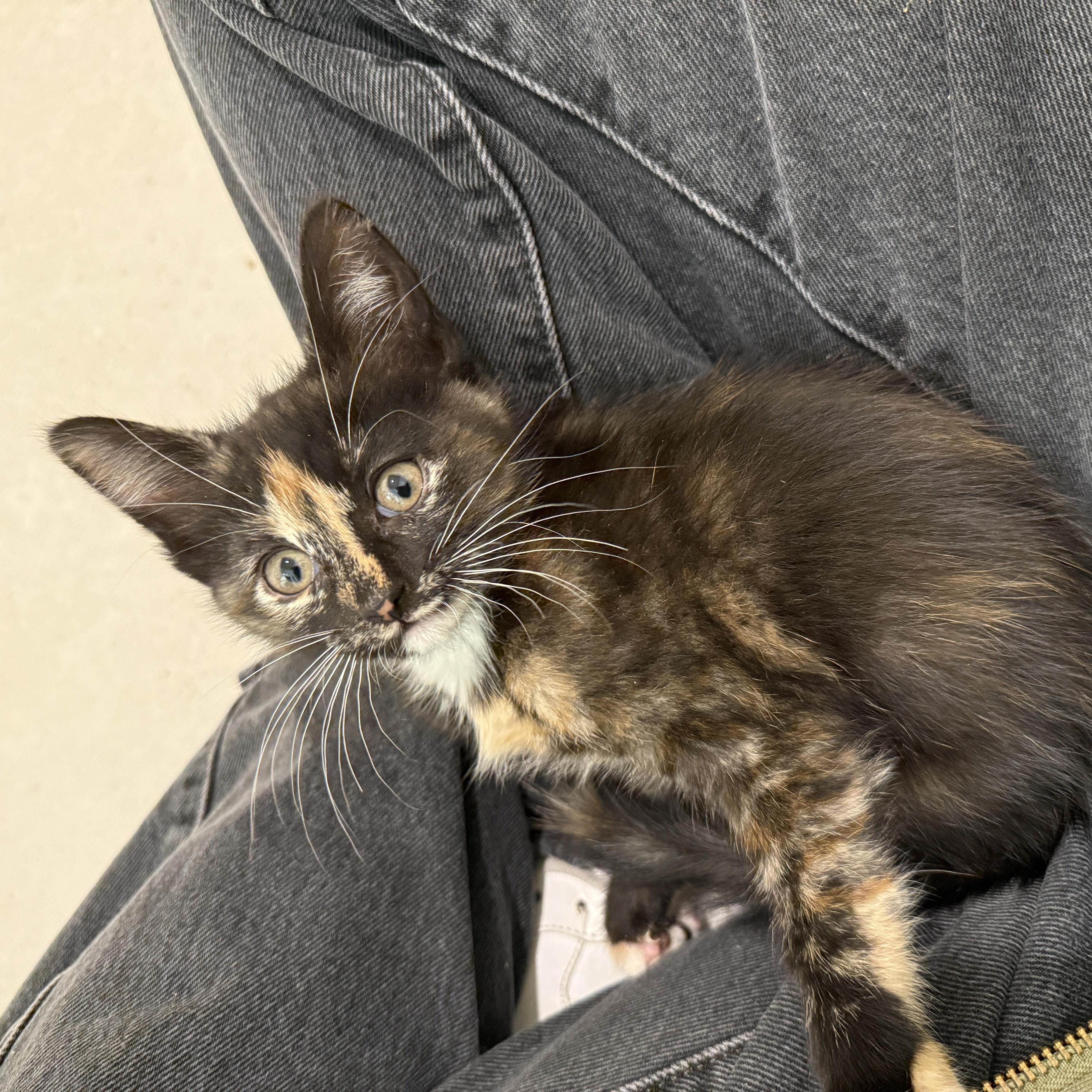A baby medium-sized female Tortoiseshell Domestic Short Hair cat named Shirley for adoption in Evanston, IL