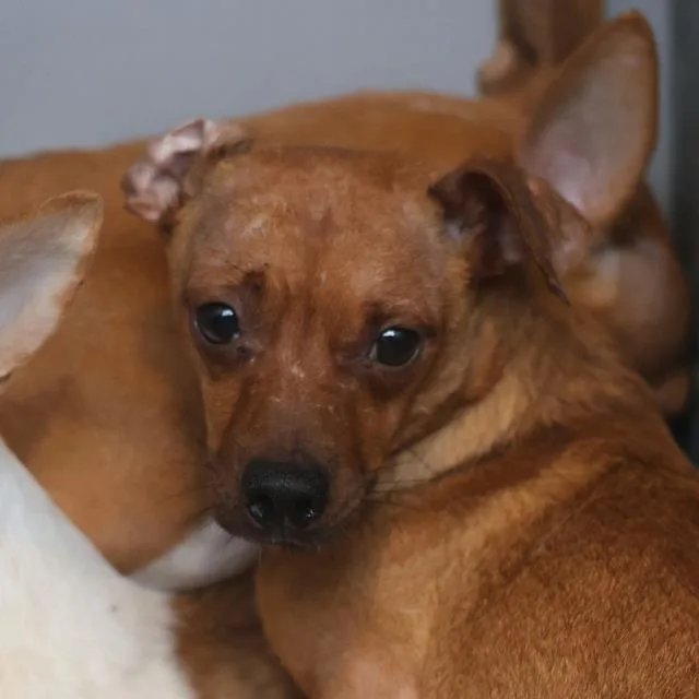 A young small-sized female Chihuahua dog named Magnolia for adoption in San Antonio, TX