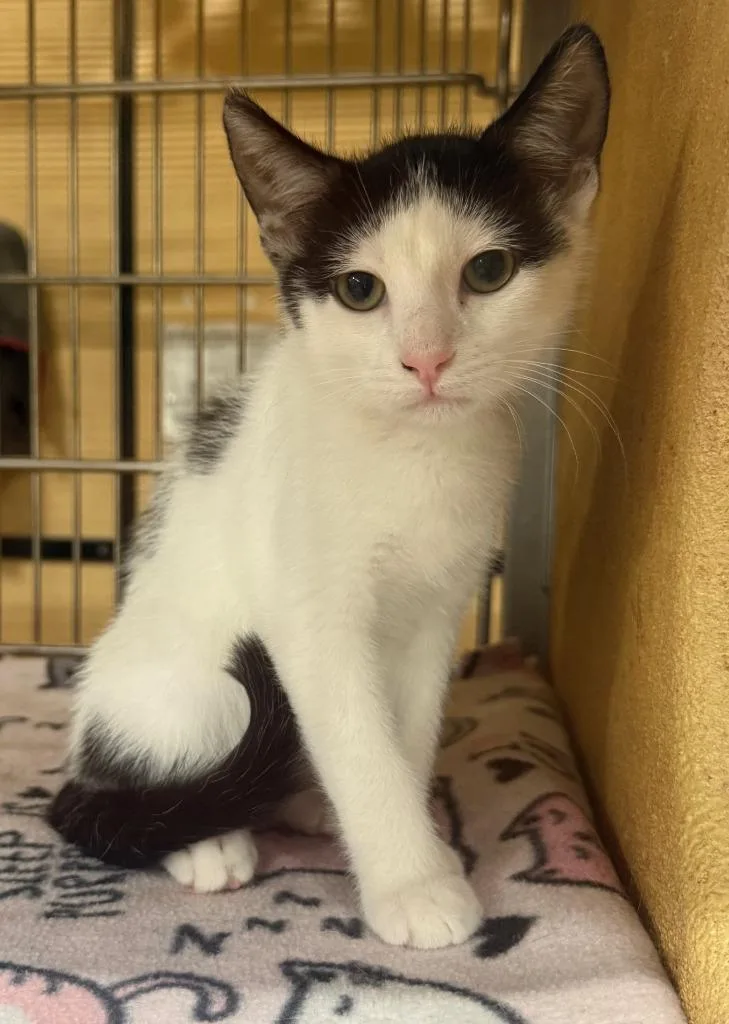 A young small-sized male Domestic Short Hair cat named Rufus for adoption in Lemoore, CA
