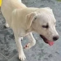 A young medium-sized male White / Cream Labrador Retriever dog named Whitey for adoption in Calverton, NY