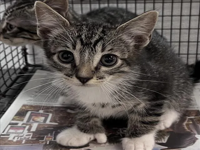 A baby small-sized female Domestic Short Hair cat named Phoebe for adoption in Los Angeles, CA