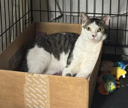 A young medium-sized male White Domestic Short Hair cat named Hershey for adoption in New York, NY